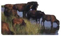 American Bison. Credit: USFWS.