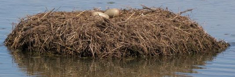 Photo of the first wild whooping crane eggs produced by a non-migratory flock in 75 years. Credit: Louisiana Dept. of Wildlife and Fisheries