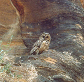 Photo of Mexican spotted owl