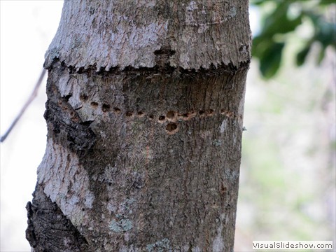 HolesFromYellow-belliedSapsucker_USFWS