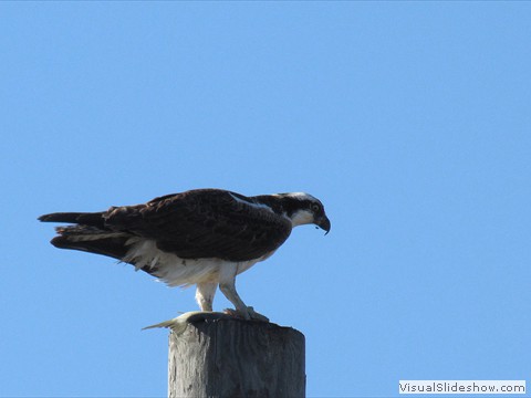 Osprey_USFWS