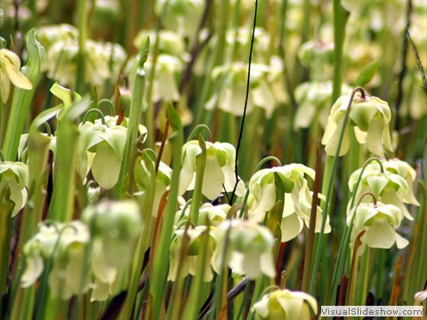 PitcherPlantBog_USFWS