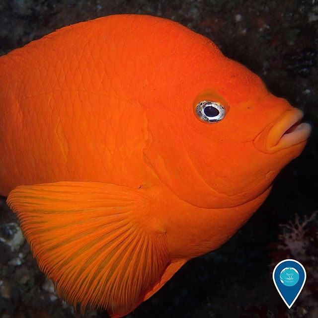 What're you looking at? California's state marine fish, the #garibaldi, lives in the rocky reefs and kelp forests of #ChannelIslands National Marine Sanctuary. Garibaldis are highly territorial and will fend off larger fish and even divers by making noise, nipping, and making aggressive passes. When spawning, male garibaldis groom a section of the reef, removing debris and tending to a patch of red algae in hopes of attracting females. 
#EarthIsBlue #Fish #California #FishFace #CloseUp (Photo: Evan Barba)