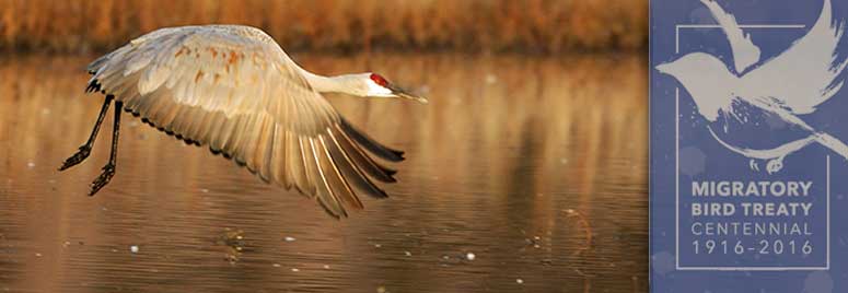 Sandhill crane flies across the water at a Bosque sunset