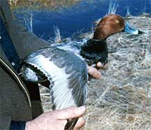 redhead duck