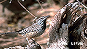 Cactus Wren AZ State bird