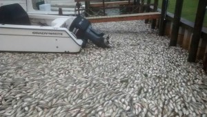 One dramatic consequence of too much nitrogen – the Peconic River Fish Kill, Riverhead (NY) Yacht Club, June 15, 2015 Photo credit: Andrew Seal