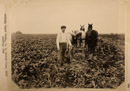 One of the crops on early Reclamation projects on the Yellowstone River in Montana.