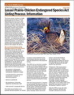 Lesser Prairie Chicken Fact Sheet