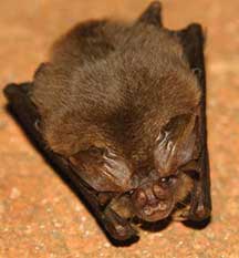 Ozark big-eared bat