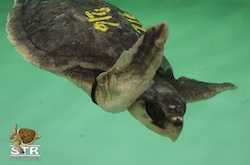 sea turtle