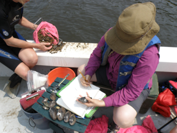 Freshwater mussel survey