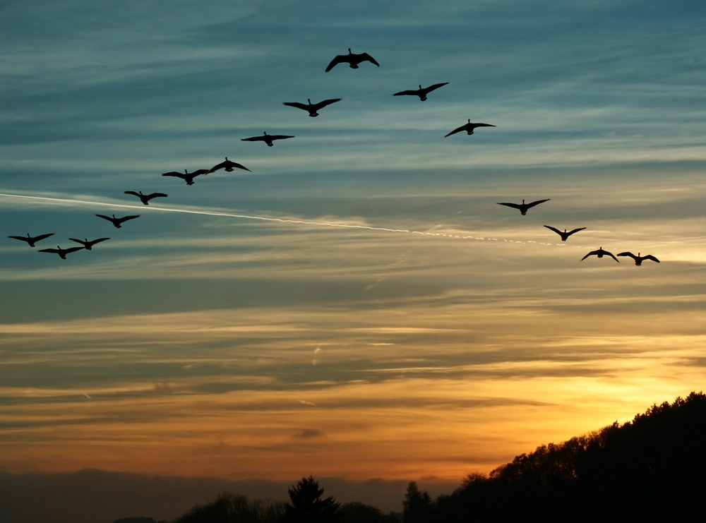 Flying geese in a "V" formation against a sunset. 