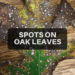 spots on oak leaves