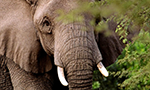 An african elephant in Kenya showing two tusks