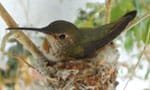 a hummingbird in her nest