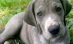 grey Great Dane puppy laying on grass