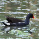 moorhen