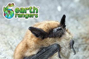 An Eastern Small-Footed Bat