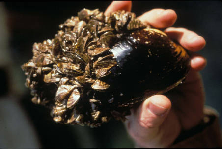 Smaller zebra mussels cover a larger native mussel