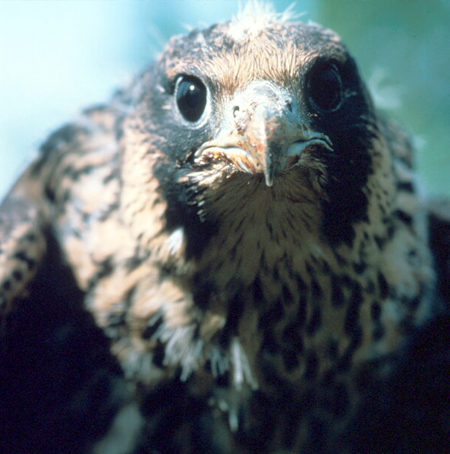 Peregrine Falcon, juvenile