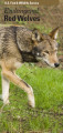 Endangered red wolves