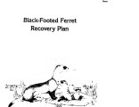 Black-footed ferret recovery plan