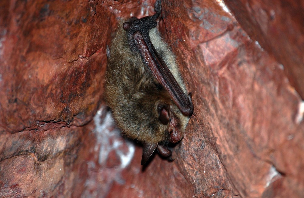 northern long-eared bat