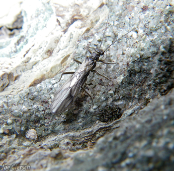 Meltwater lednian stonefly, Credit: Joe Giersch / USGS