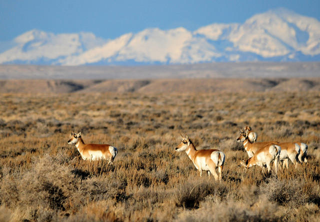 pronghorn