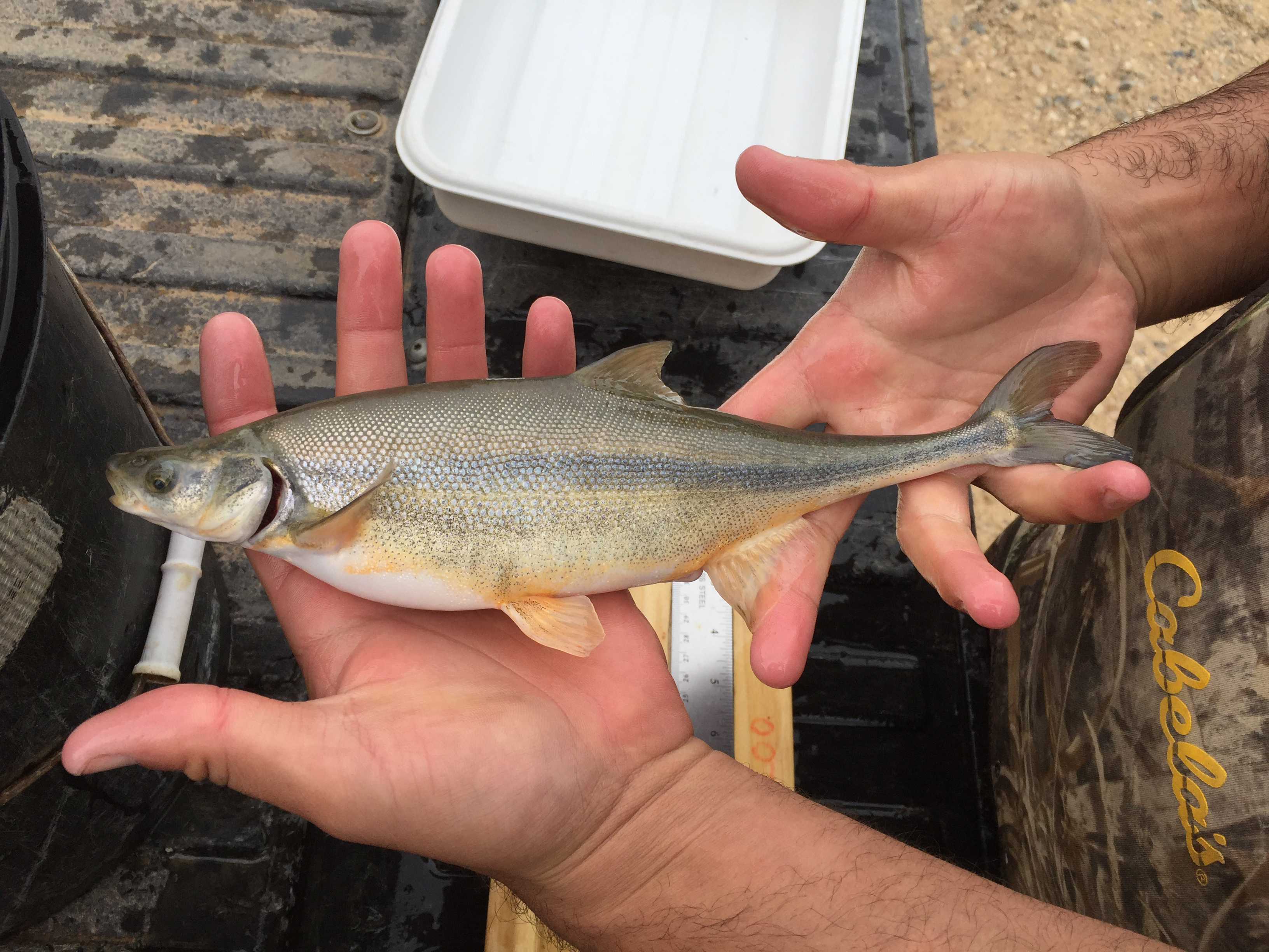 adult bonytail  Photo by USFWS.