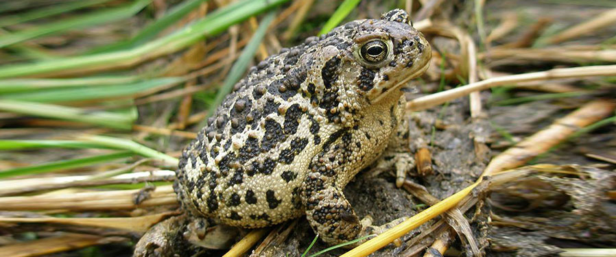 Wyoming toad. Credit: Sara Armstrong / USFWS.