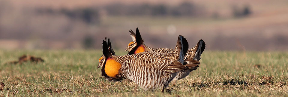 Greater prairie-chickens in Kansas. Credit: USFWS.