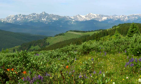 Image of a mountain meadow. Credit: USFWS