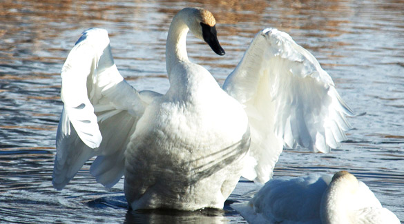 Thumbnail image of a Trumpeter Swan.