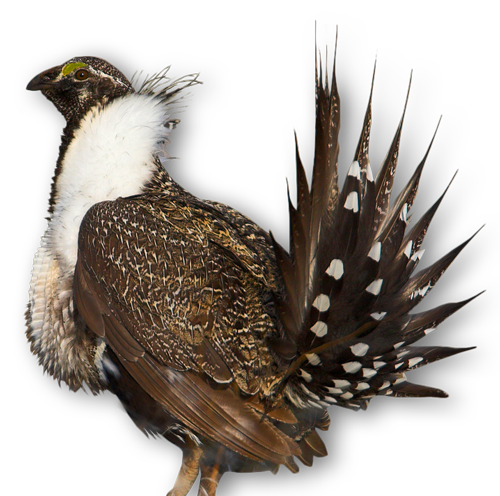 Photo of a Greater Sage-Grouse. Credit: USFWS.