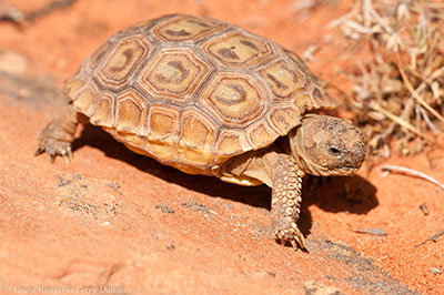 Desert Tortoise. Credit: Laura Romin and Larry Dalton.