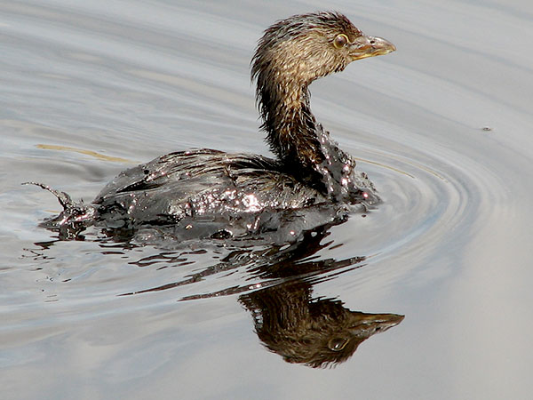 Oil Covered Pied-billed Grebe. Credit: Pedro Ramirez Jr. / USFWS.