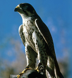 Photo of a Peregrine Falcon. Photo Credit: U.S. Fish and Wildlife Service.