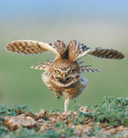 Thumbnail photo of a Western Burrowing Owl. Photo Credit: Michael Forsberg