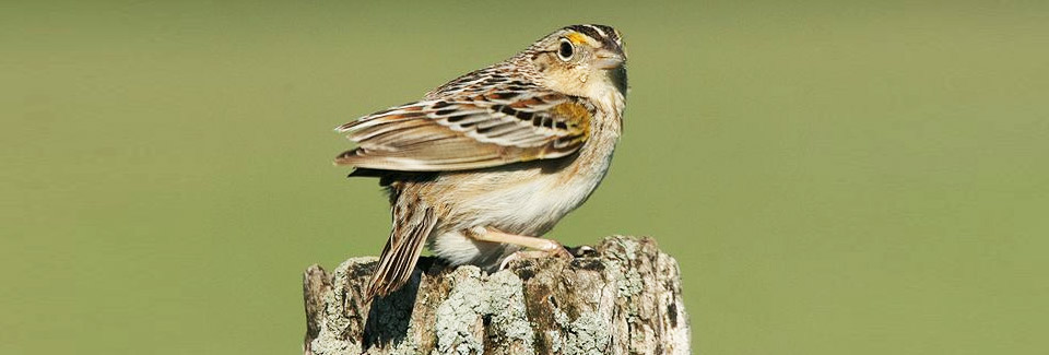 Thumbnail photo of a Grasshopper Sparrow. Photo Credit: Dominic Sherony / Wikipedia Creative Commons.