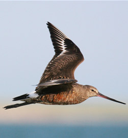 Thumbnail photo of a Hudsonian Godwit. Photo Credit: Blair Nikula.