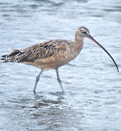 Thumbnail photo of a Long-billed Curlew. Photo Credit: Lee Beeny, U.S. Fish and Wildlife Service.