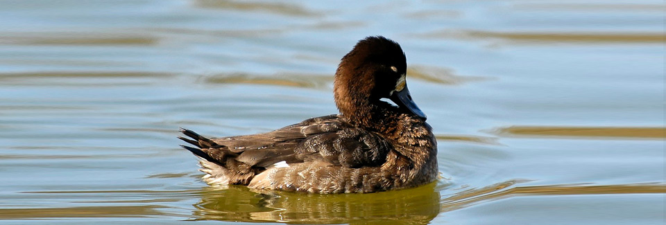 Photo of a Great Scaup. Photo Credit: Brendan Lally