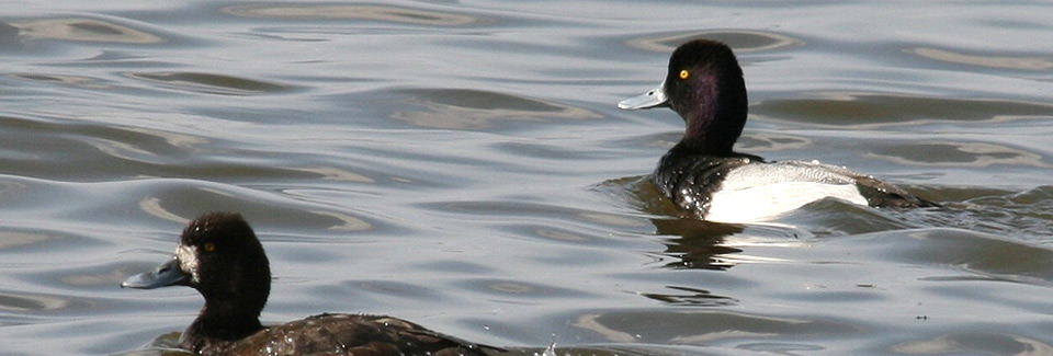 Photo of a Great Scaup. Photo Credit: Neil Mishler/USFWS