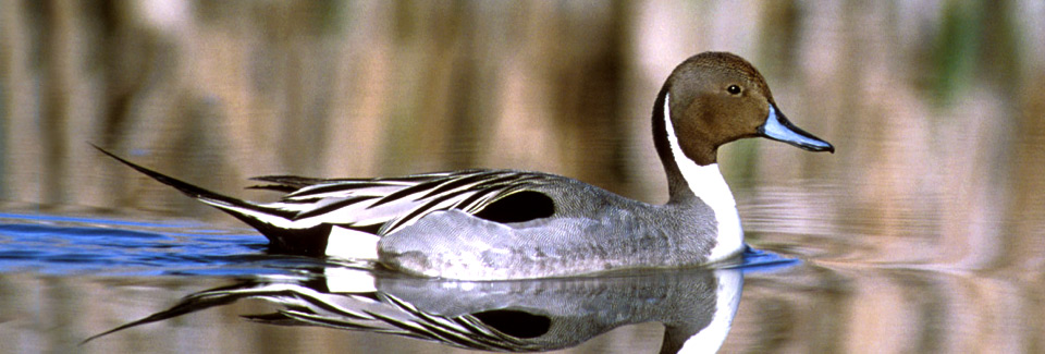 Photo of a Northern Pintail. Credit: USFWS.