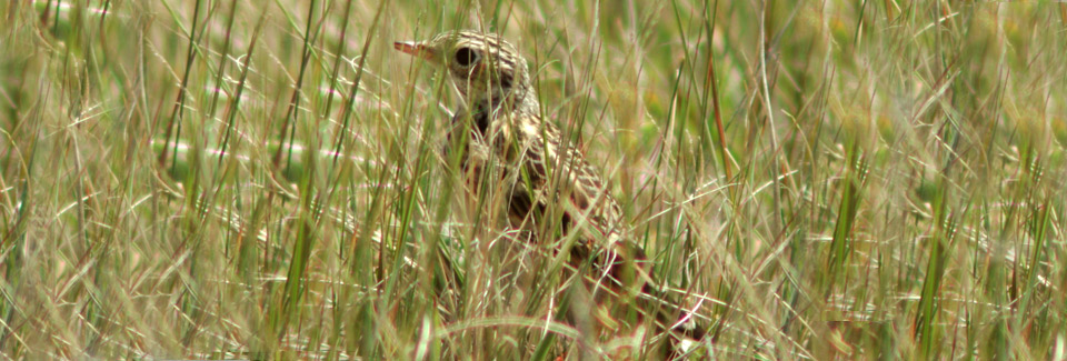 Sprague's Pipit, Ennis, MT. Photo Credit: Caleb Putnam