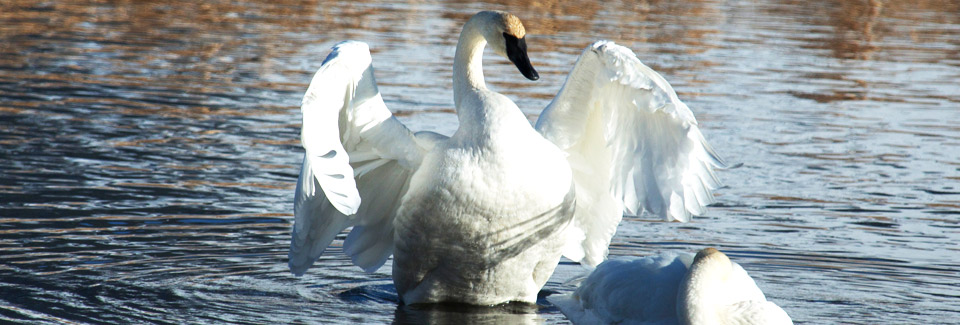 Photo of a Trumpeter Swan (Charadrius melodus). Photo Credit: USFWS / Mike Nordell, NER winter naturalist.