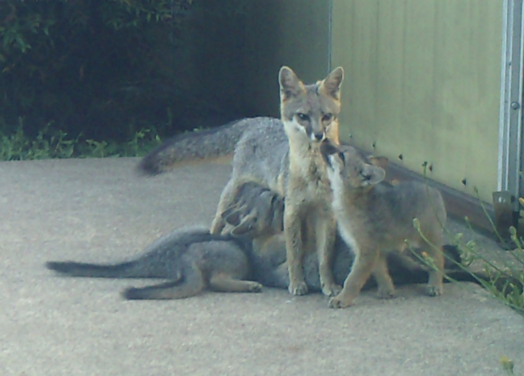 A self-operated wildlife camera captures a photo of nursing gray fox pups at the EPA Western Ecology Division.