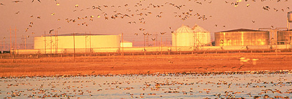 Geese on Farm - Playa Lakes. Photo Credit: USFWS